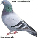 pigeon.jpg